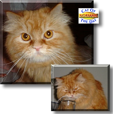 Norman, the Cat of the Day