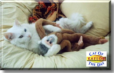 Kaelob, the Cat of the Day