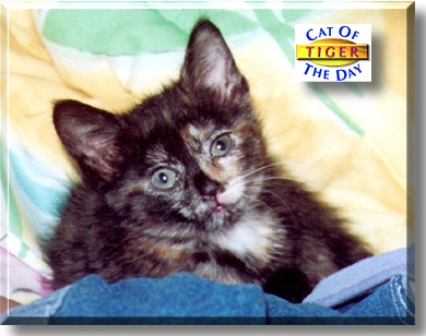 Tiger, the Cat of the Day