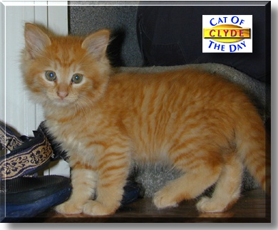 Clyde, the Cat of the Day