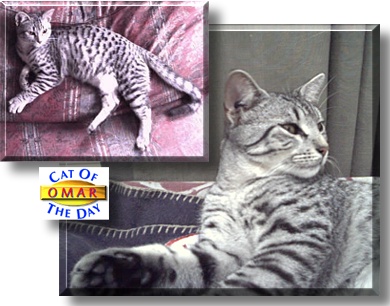 Omar, the Cat of the Day
