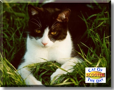 Scooter, the Cat of the Day