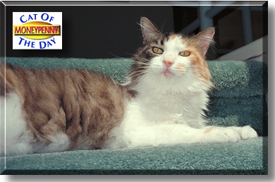 Moneypenny, the Cat of the Day
