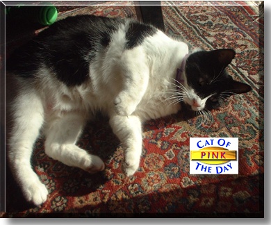 Pink, the Cat of the Day