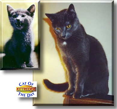 Kittredge, the Cat of the Day