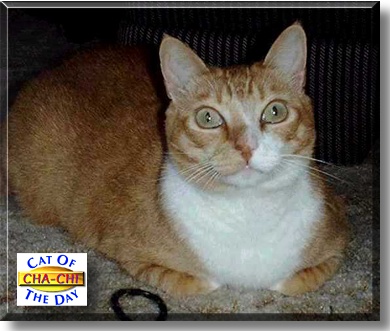 Cha-chi, the Cat of the Day