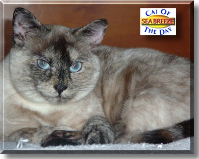 Sea Breeze, the Cat of the Day