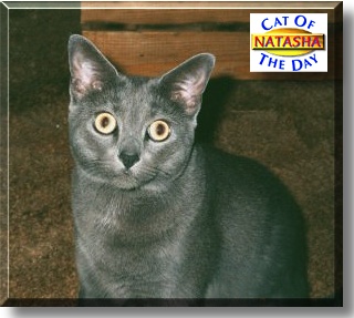 Natasha, the Cat of the Day