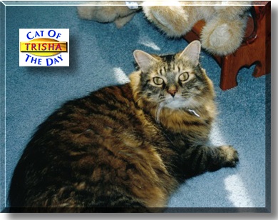 Trisha, the Cat of the Day