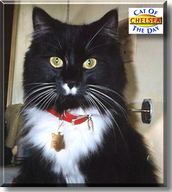 Chelsea, the Cat of the Day