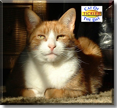 Tickles, the Cat of the Day