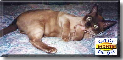 Monte, the Cat of the Day