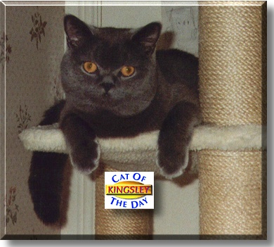 Kingsley, the Cat of the Day