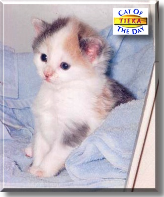 Tieka, the Cat of the Day