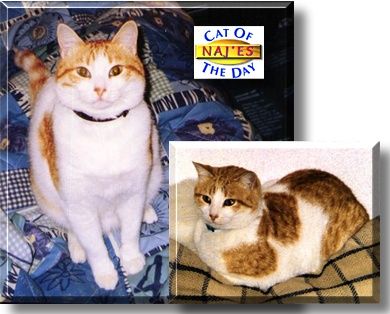 Naj'es, the Cat of the Day