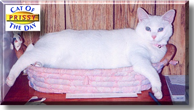 Prissy, the Cat of the Day