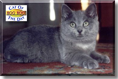 Boo Boo Kitty, the Cat of the Day