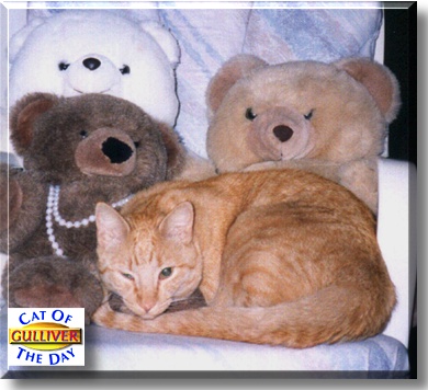 Gulliver, the Cat of the Day
