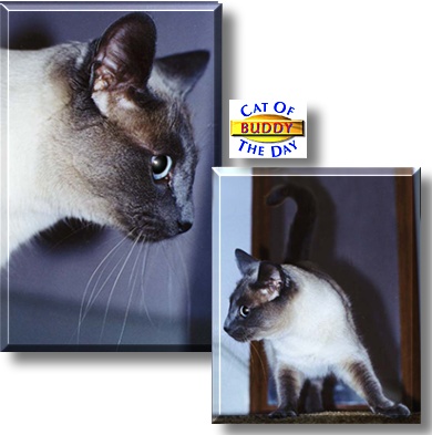 Buddy, the Cat of the Day