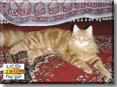 Sweep, the Cat of the Day