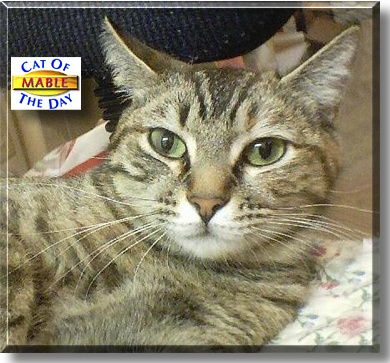 Mable, the Cat of the Day