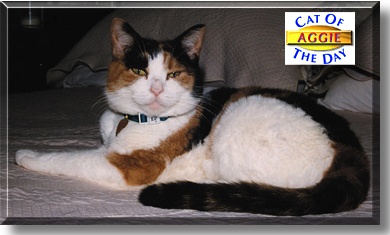 Aggie, the Cat of the Day