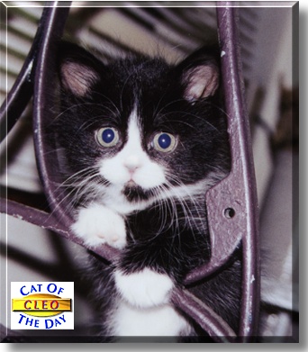 Cleo, the Cat of the Day