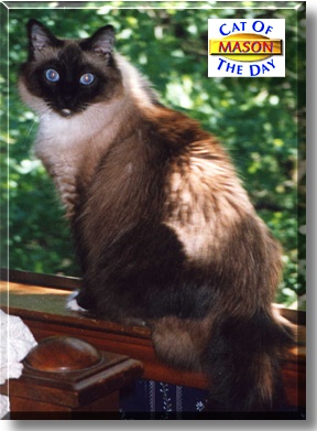 Mason, the Cat of the Day