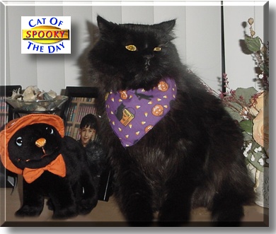 Spooky, the Cat of the Day