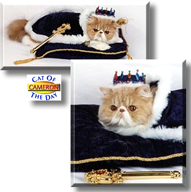 Cameron, the Cat of the Day