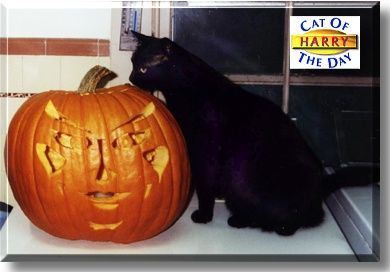 Harry, the Cat of the Day