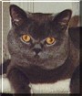 Kingsley