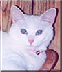 Prissy
