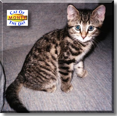 Monty, the Cat of the Day