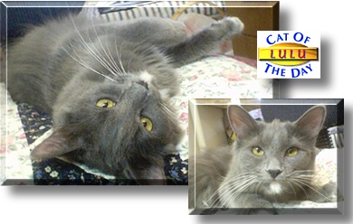 Lulu, the Cat of the Day