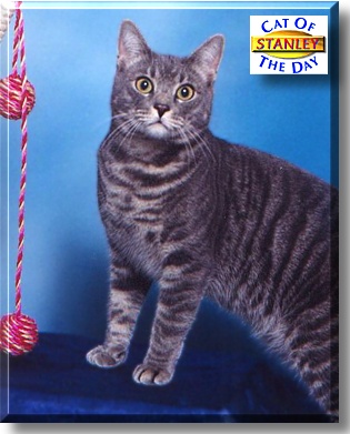 Stanley, the Cat of the Day