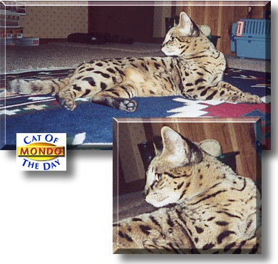 Mondo, the Cat of the Day