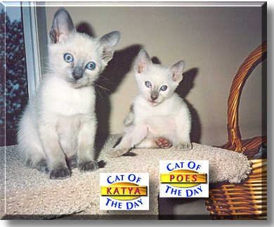 Katya, Poes, the Cats of the Day