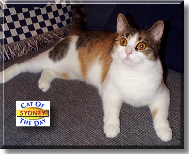Sydney, the Cat of the Day
