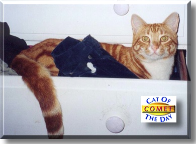 Comet, the Cat of the Day