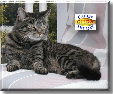 Gilda, the Cat of the Day