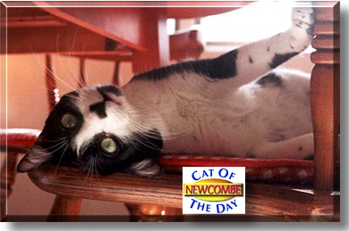 Newcombe, the Cat of the Day