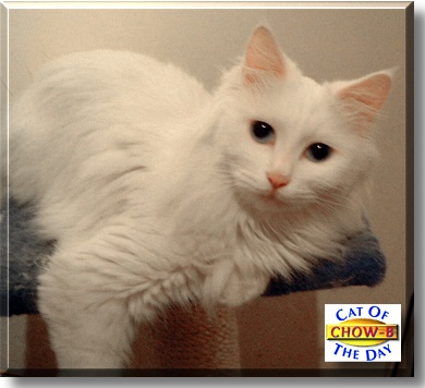 Chow-B, the Cat of the Day