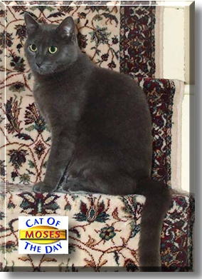 Moses, the Cat of the Day