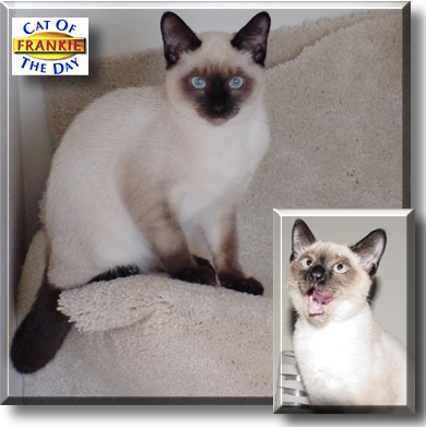 Frankie, the Cat of the Day