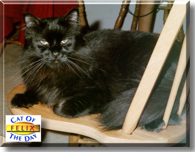 Felix, the Cat of the Day