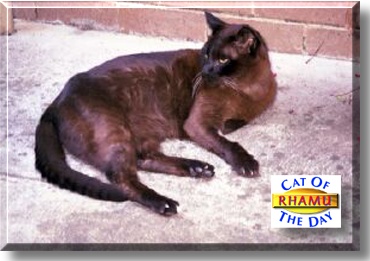 Rhamu, the Cat of the Day