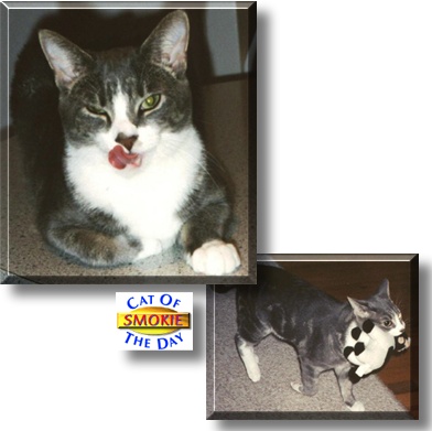 Smokie, the Cat of the Day