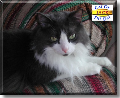 Jack, the Cat of the Day