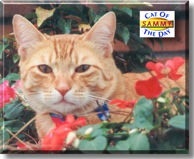 Sammy, the Cat of the Day